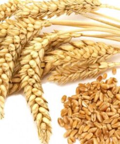 Buy Wheat online