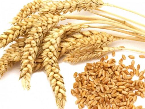 Buy Wheat online